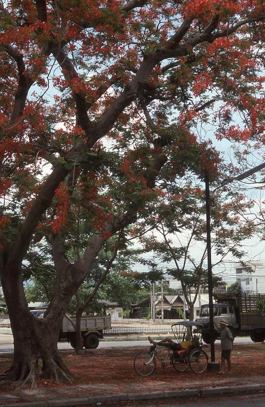RWT 0131 127-14 Thailand Flame Tree.jpg